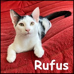 Rufus