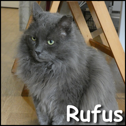 Rufus