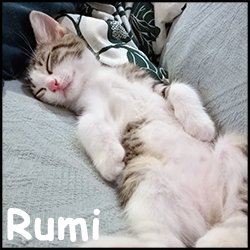 Rumi