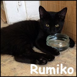 Rumiko