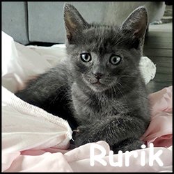 Rurik