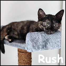 Rush