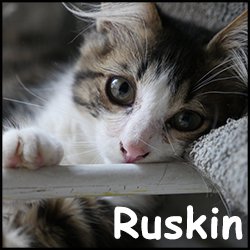 Ruskin