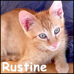 Rustine