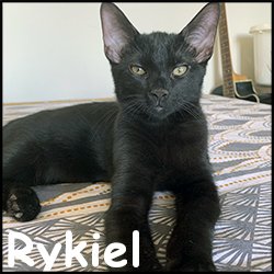 Rykiel