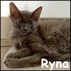 Ryna