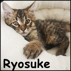 Ryosuke