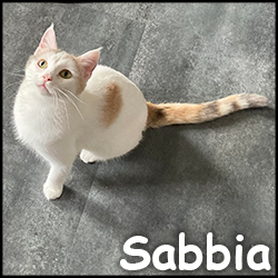 Sabbia