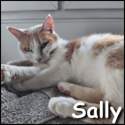Sally2