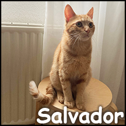 Salvador