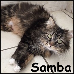 Samba