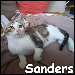 Sanders