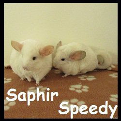 Saphir et speedy