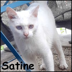 Satine 2