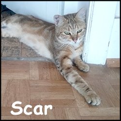 Scar