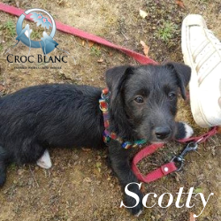 Scotty2