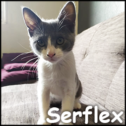 Serflex