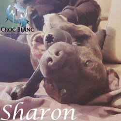Sharon