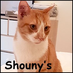 Shouny's