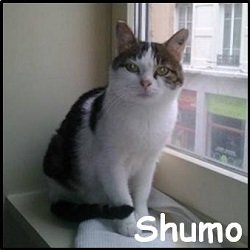 Shumo