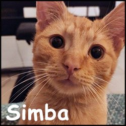 Simba