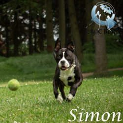 Simon