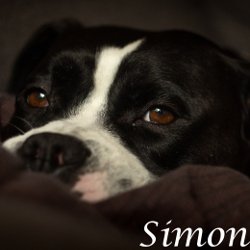 Simon