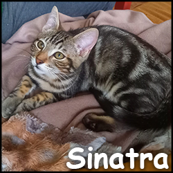 Sinatra