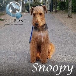 Snoopy2