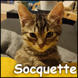 Sockette