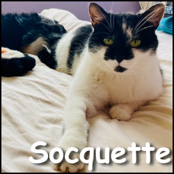 Socquette