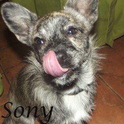 Sony