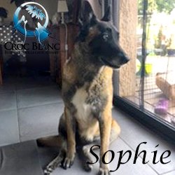 Sophie