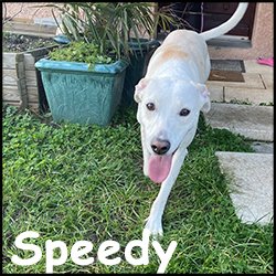 Speedy1