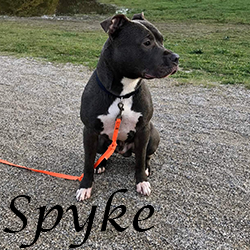 Spyke 4