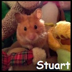 Stuart