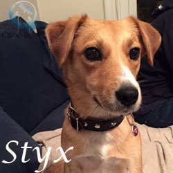 Styx3