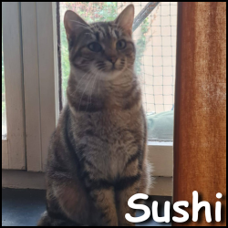 Sushi