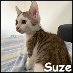 Suze