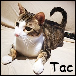 Tac