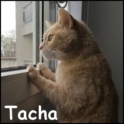 Tacha