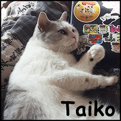 Taiko