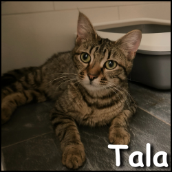Tala