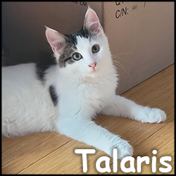 Talaris