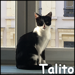 Talito