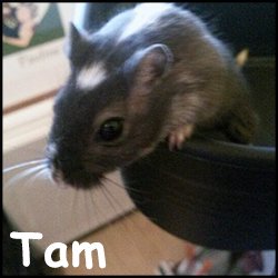 Tam