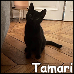 Tamari