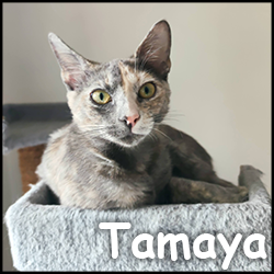 Tamaya 2