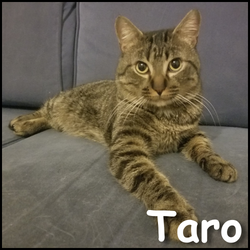 Taro