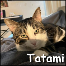 Tatami2
